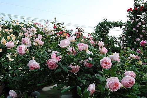 ap_F23_20080522115522927.jpg