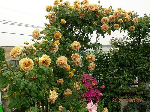 ap_20070506084129978.jpg