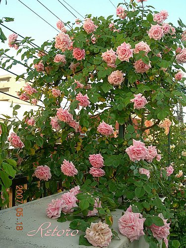 ap_20070518042633236.jpg