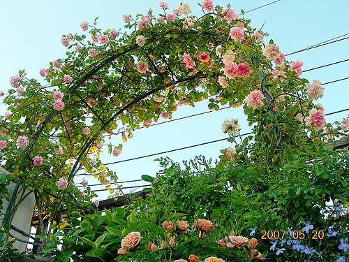 ap_20070521023237479.jpg
