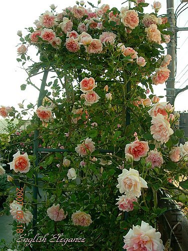ap_20070518041306657.jpg