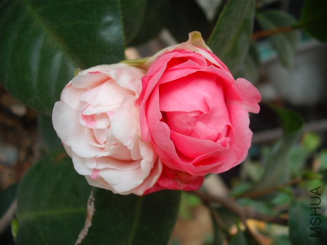 ��������̥�����𣿣���ɫ��