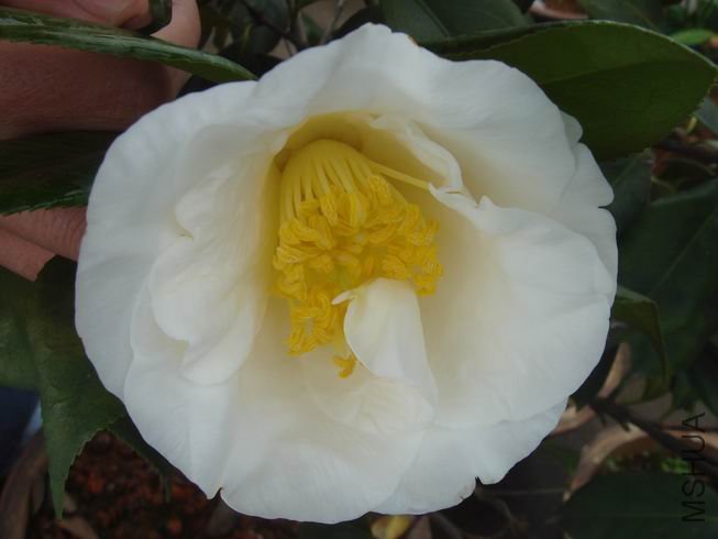 ����˵�ǰ����