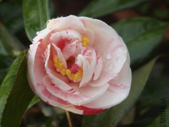 ����þ������