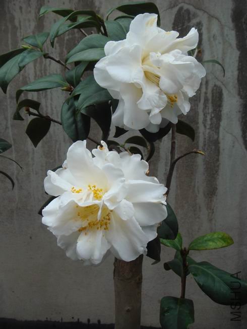 ѩ������