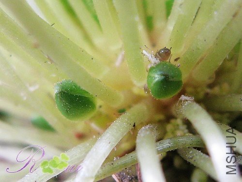 O'inaequalis ��������15.jpg