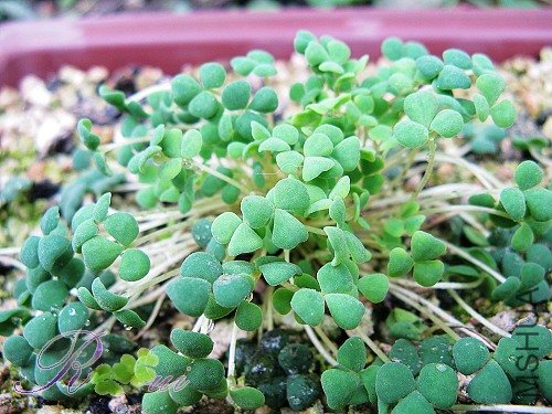 O'inaequalis ��������14.jpg