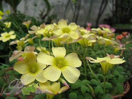 O'obtusa sunset 20.jpg