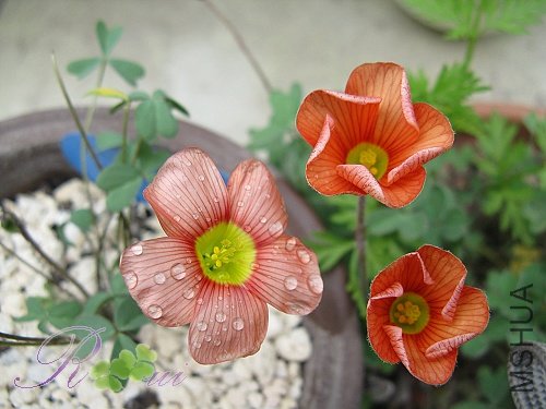 O'obtusa  Peach & cream 3.jpg