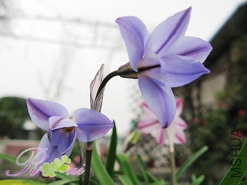 ������ 17.jpg