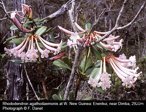 Rhododendron agathodaemonis.jpg