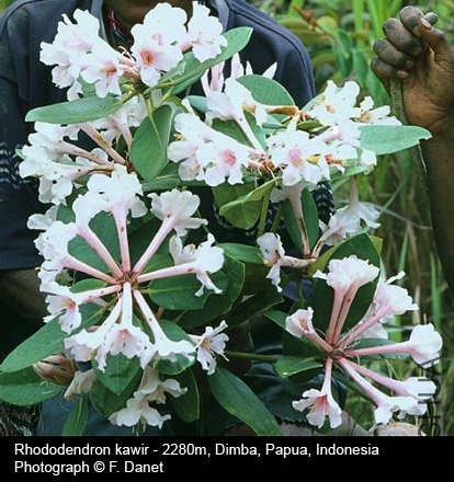 Rhododendron kawir.jpg