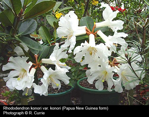 Rhododendron konori var. konori2.jpg