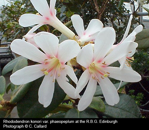 Rhododendron konori var. phaeopeplum.jpg