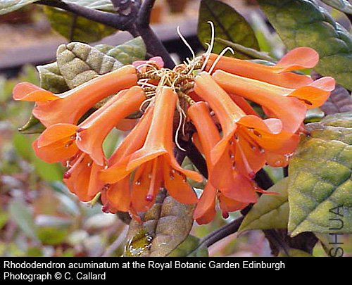Rhododendron acuminatum.jpg