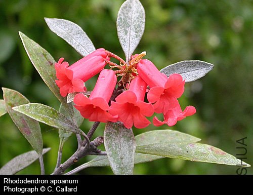 Rhododendron apoanum.jpg
