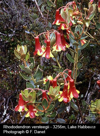 Rhododendron versteegii.jpg