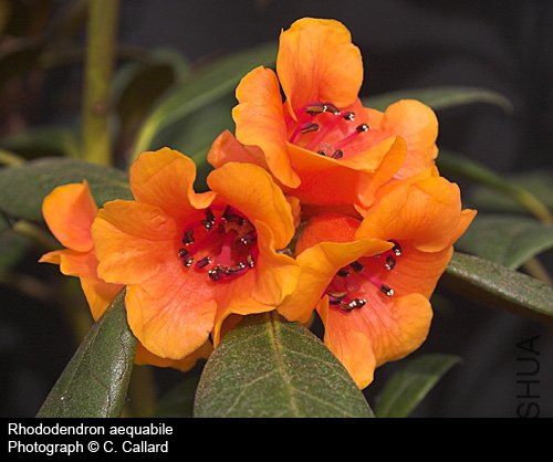 Rhododendron aequabile.jpg