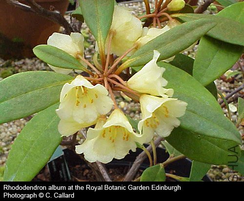 Rhododendron album2.jpg
