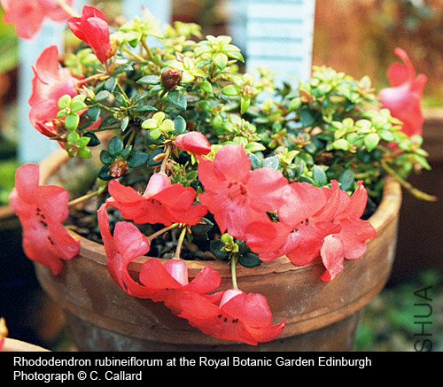 Rhododendron rubineiflorum2.jpg