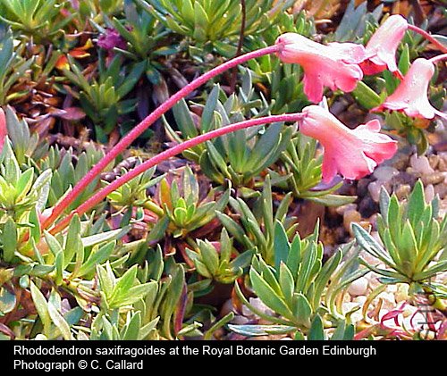 Rhododendron saxifragoides.jpg