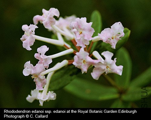 Rhododendron edanoi ssp. edanoi.jpg