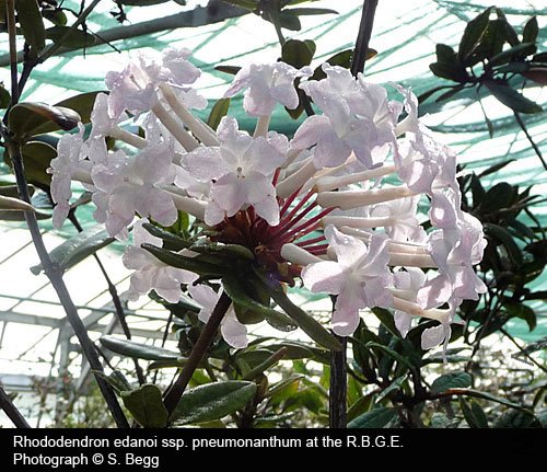 Rhododendron edanoi ssp. pneumonanthum2.jpg