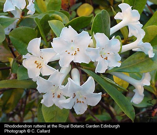 Rhododendron ruttenii.jpg