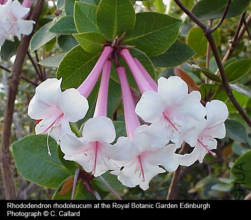 Rhododendron rhodoleucum.jpg