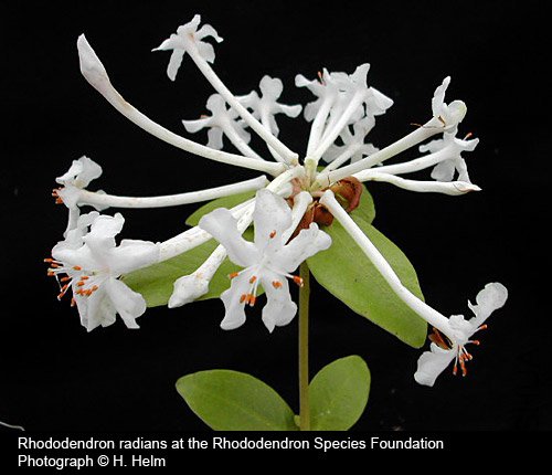 Rhododendron radians var. radians.jpg