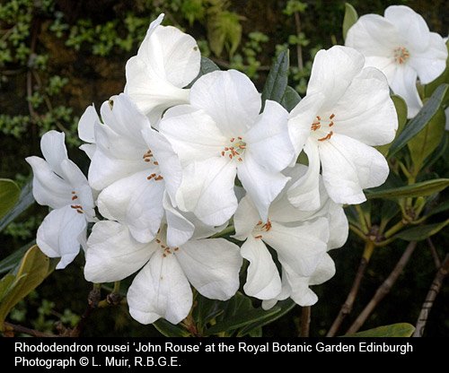 Rhododendron rousei2.jpg