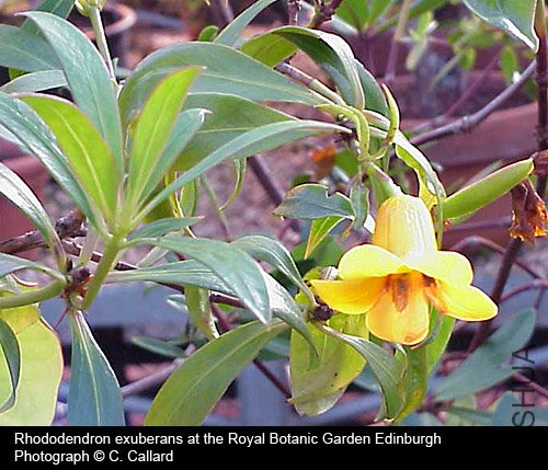 Rhododendron exuberans.jpg