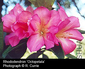Rhododendron 'Octopetala'.jpg
