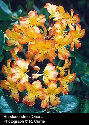 Rhododendron 'Oriana'.jpg