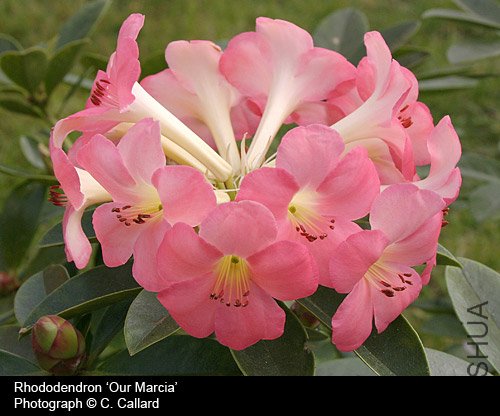 Rhododendron 'Our Marcia'.jpg