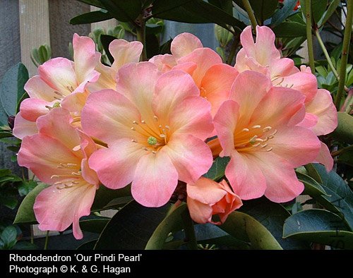 Rhododendron 'Our Pindi Pearl'.jpg