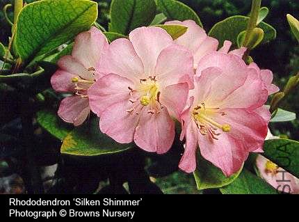 Rhododendron 'Silken Shimmer'.jpg