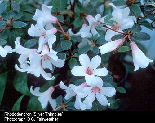 Rhododendron 'Silver Thimbles'.jpg
