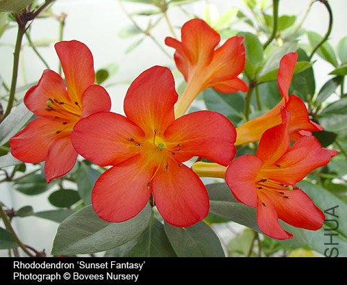 Rhododendron 'Sunset Fantasy'.jpg