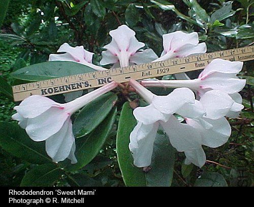 Rhododendron 'Sweet Marni'.jpg