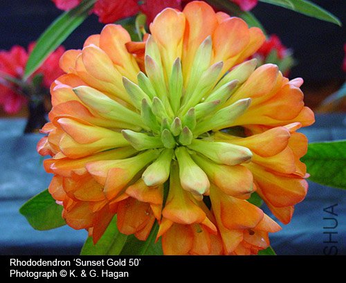 Rhododendron 'Sunset Gold 50'.jpg