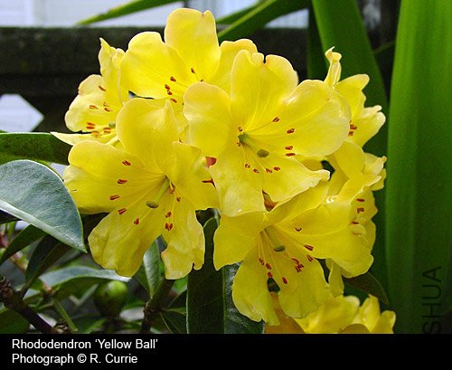 Rhododendron 'Yellow Ball'.jpg