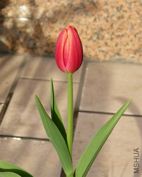 Ư���Ļ���