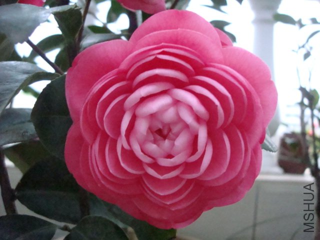 DSC06351.JPG