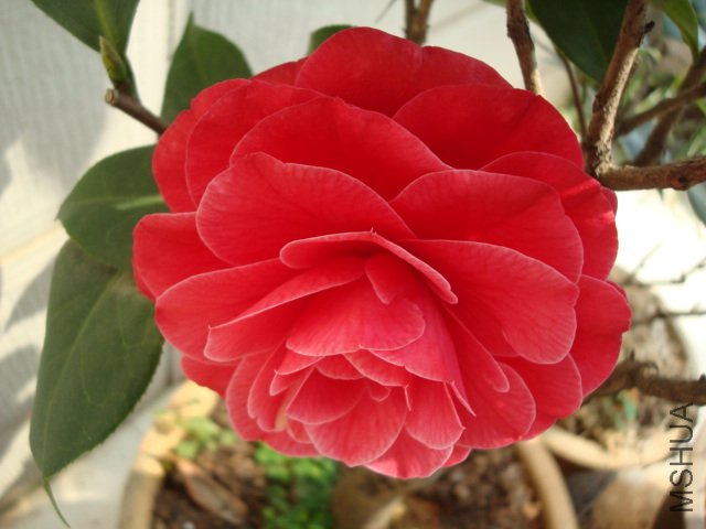 DSC06109.JPG