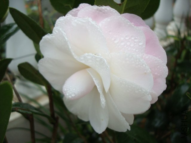 DSC06458.JPG