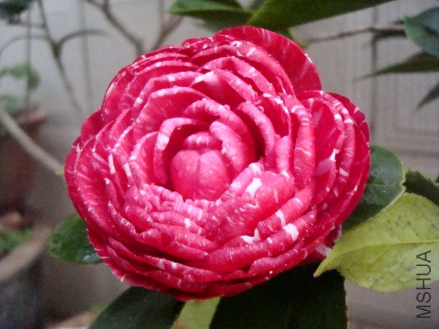 DSC06213.JPG