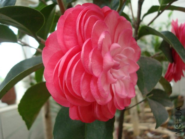 DSC06450.JPG