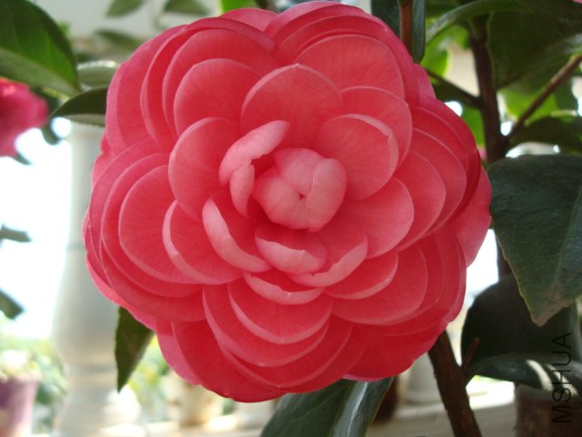 DSC06274.JPG
