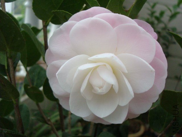 DSC06406.JPG